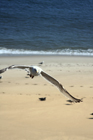 seagull cape cod photography