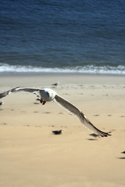cape cod chatham seagull 